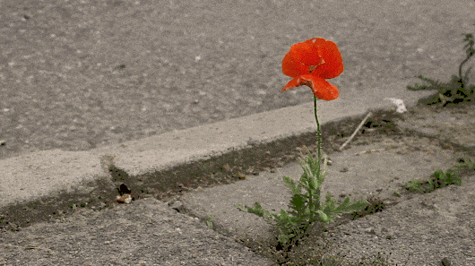 A flower grows between cracks in the concrete.